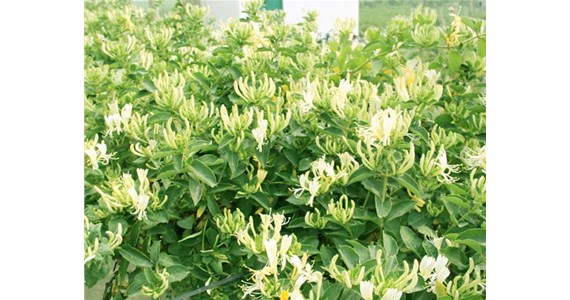 金銀花烘干機(jī)怎么使用才能烘干出上好的金銀花呢？